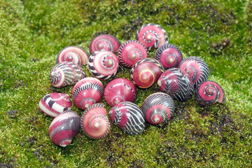 The red racer snail (Vittina waigiensis), the world most beautiful and rarest aquatic snail. Not...