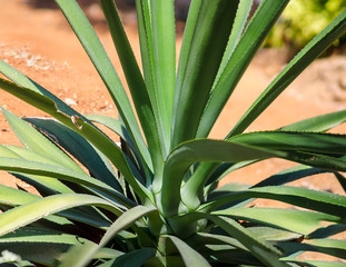 Agave vilmoriniana (Octopus Agave)