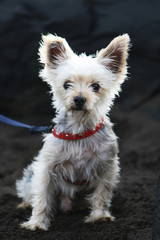 west_highland_white_terrier