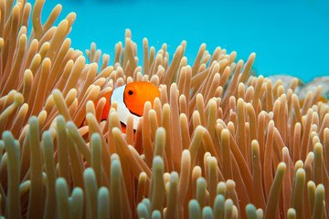 hiding clownfish