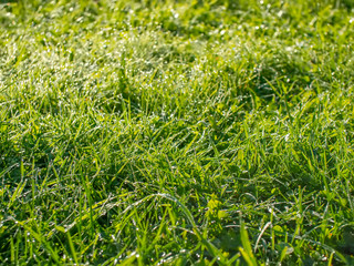 Green grass with dew at dawn. Depth of field.