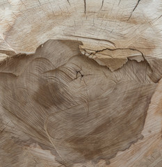 woody wooden surface of sawn wood
