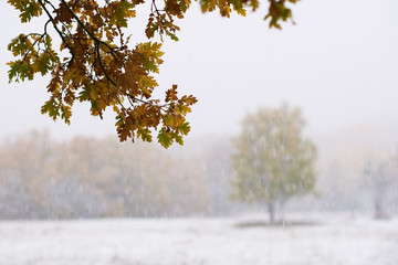 The first snow in the autumn oak forest. Seasonal photo for background image. Mood of late autumn or early winter.