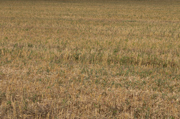 rural field after harvesting with yellow roots from under ripe golden wheat.