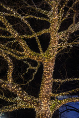 Baum mit Beleuchtung im Advent