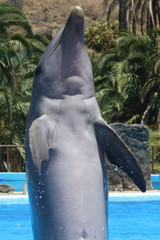 Fototapeta premium Delphin