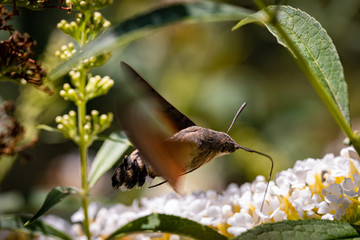 Schwärmer Taubenschwänzchen