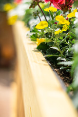 Schönheit im Garten