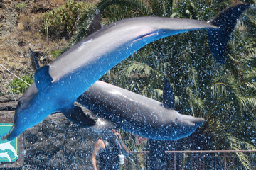 Delphin © Stephan von Mikusch