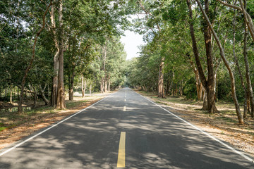 Fototapeta premium View of empty country road in the middle of the jungle with giant tree along 