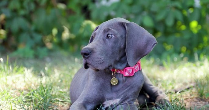 Great Dane puppy laying in the tall green grass