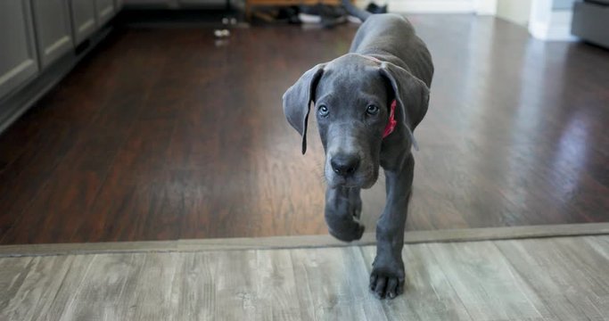 Great Dane puppy walking through kitchen on hardwood flooring