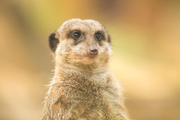 Meerkat or suricate uricata suricatta face close up.Selective focus
