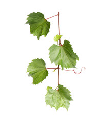 Fototapeta premium Fresh green grape leaves on white background