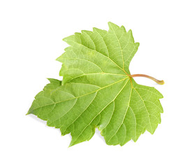 Fresh green grape leaf on white background