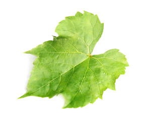 Fresh green grape leaf on white background