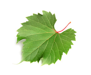 Fototapeta premium Fresh green grape leaf on white background