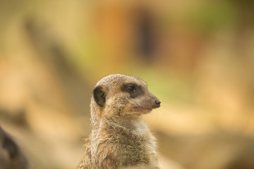 Naklejka na ściany i meble Meerkat or suricate uricata suricatta face close up.Selective focus