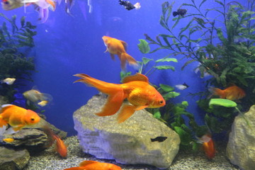 Fototapeta premium Beautiful goldfish swim in an aquarium