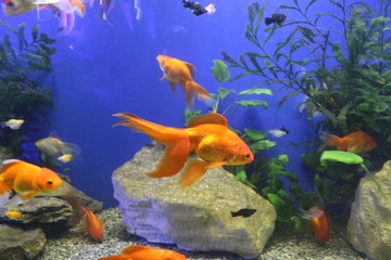 Fototapeta na wymiar Beautiful goldfish swim in an aquarium