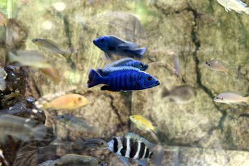 淡水魚