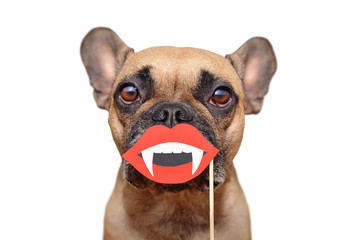 Funny Halloween French Bulldog dog with vampire mouth with fangs paper photo prop held in front of muzzle isolated on white background