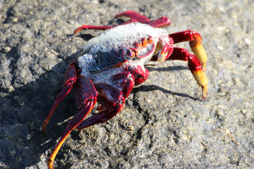 rote_Klippenkrabbe