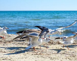 big sea gulls run after each other on the sandy shore of the Black Sea coast