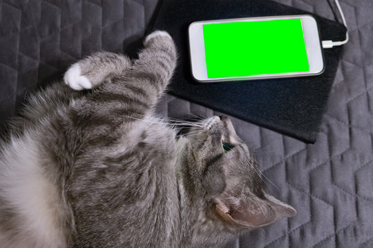 The cat lies and looks at the phone, copy space. Project mockup, background, green key