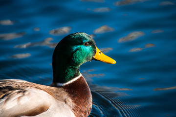 Nice young duck sweeming on lake water blue nature birds summer