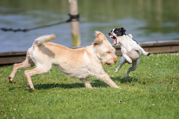 Hunde kämpfen und spielen Action