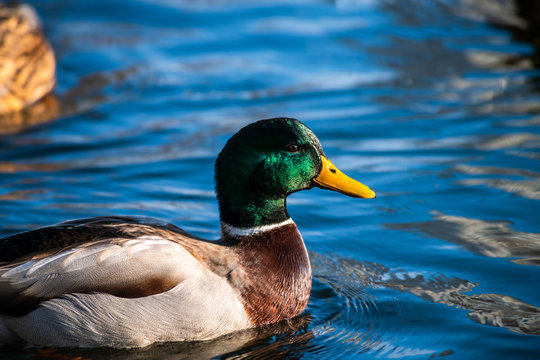 Nice young duck sweeming on lake water blue nature birds summer