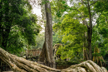 Ancient religion temple with giant tree growing on the top in temple complex Cambodia 