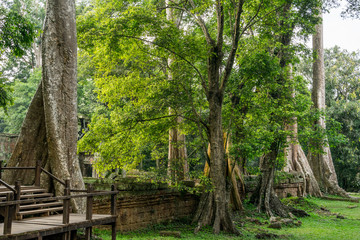 Ancient religion temple with giant tree growing on the top in temple complex Cambodia 