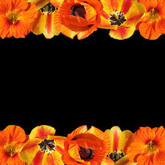 Beautiful floral background of nasturtium, poppy and tulips. Isolated