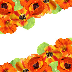 Beautiful floral background of nasturtium, poppy and tulips. Isolated