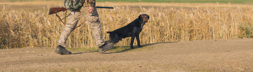 Silhouette of a hunter with a gun in the reeds against the sun, an ambush for ducks with dogs	