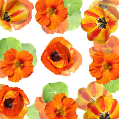 Beautiful floral background of nasturtium, poppy and tulips. Isolated