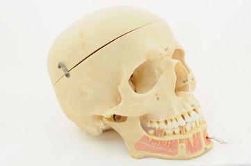 Fototapeta premium human skull anatomy model
