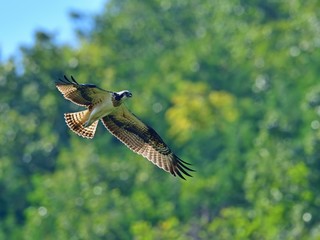 新緑バックに悠然と飛ぶミサゴ
