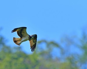 新緑バックに悠然と飛ぶミサゴ