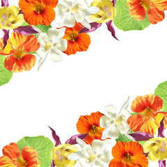 Beautiful floral background of nasturtium and aquilegia. Isolated