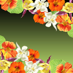 Beautiful floral background of nasturtium and aquilegia. Isolated