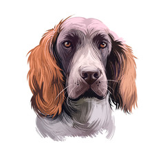 German Spaniel dog breed digital art illustration isolated on white. Popular puppy portrait with text. Cute pet hand drawn portrait. Graphic clip art design.