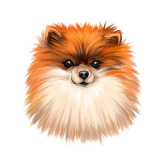 German Spitz Puppy dog breed digital art illustration isolated on white. Popular puppy portrait with text. Cute pet hand drawn portrait. Graphic clip art design.