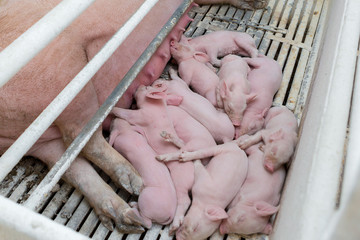 Pink pigs, Pigs on the farm, Piglets go eat	