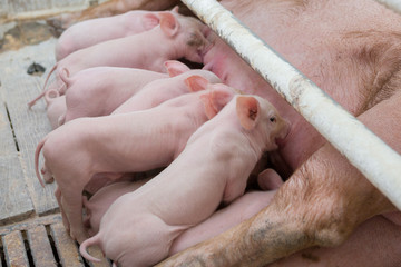 Pink pigs, Pigs on the farm, Piglets go eat	