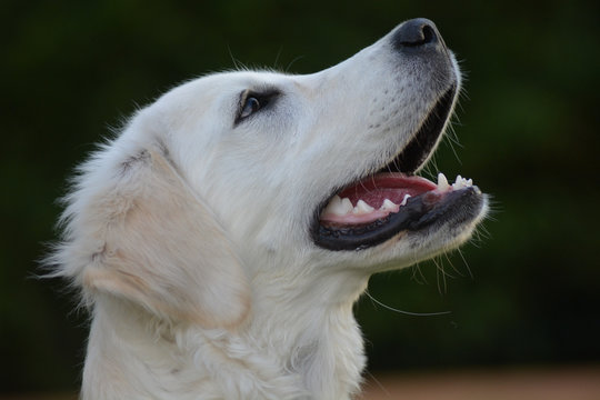 Portrait of an adorable Golden Retriever