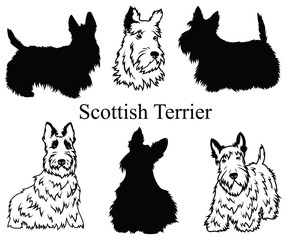 Scottish terrier set. Collection of pedigree dogs. Black white illustration of a scottish terrier dog. Vector drawing of a pet. Tattoo.