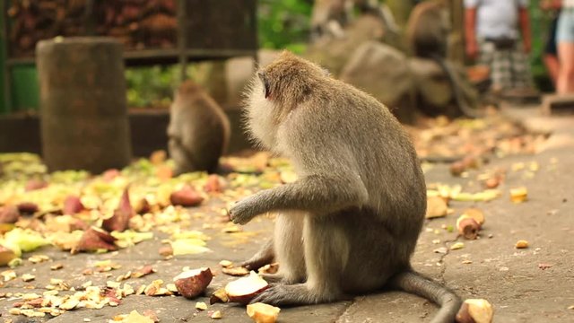 balinese monkey in monkey forest ubud eating food, things to do on holiday